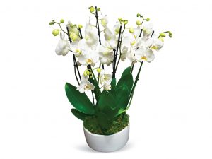 Coupe d'orchidées N°307